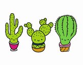 3 mini cactus