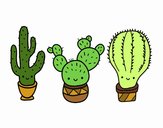 3 mini cactus