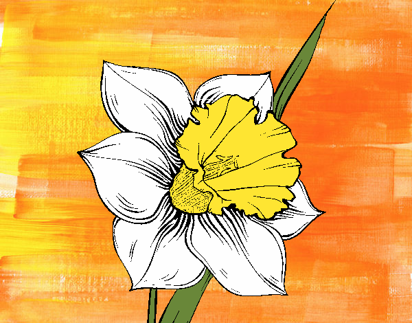 Flor de narciso