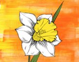 Flor de narciso