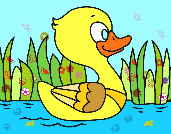 Patito de río