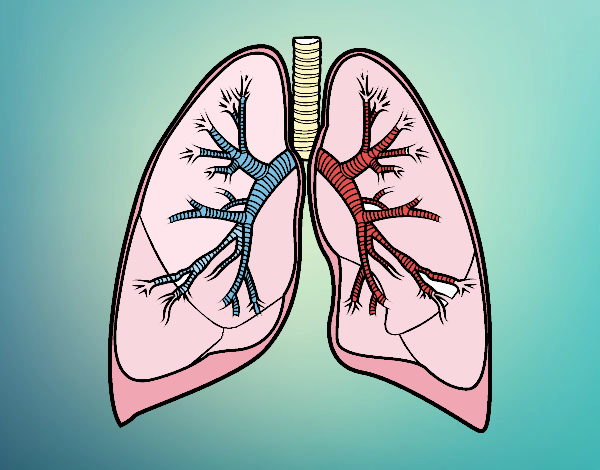 Pulmones y bronquios