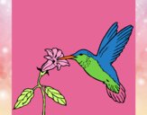 Colibrí y una flor