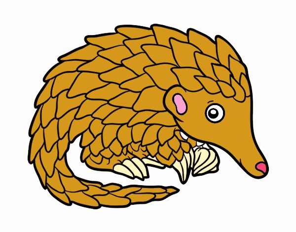 Pangolin