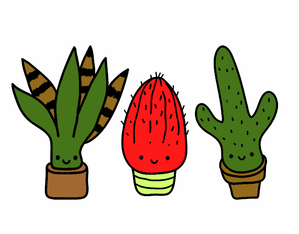 Mini cactus