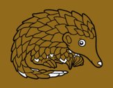 Pangolin