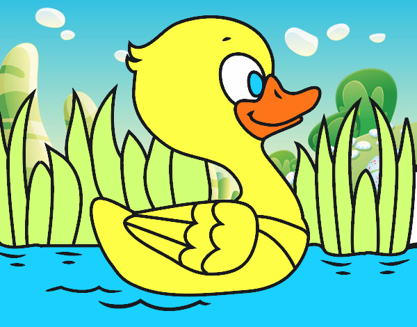 Patito de río