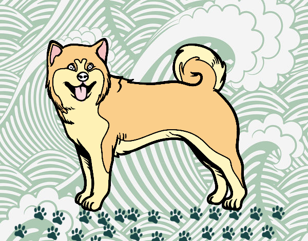 Perro Akita Inu