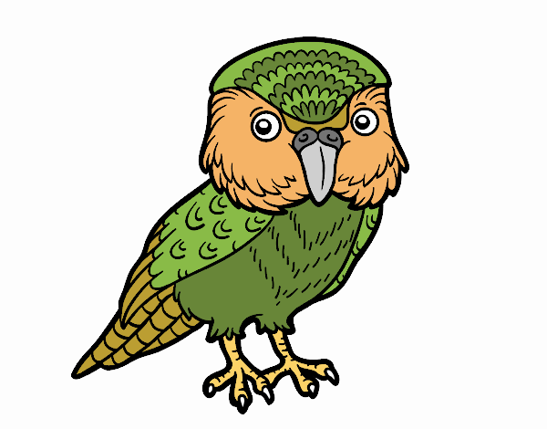 kakapo