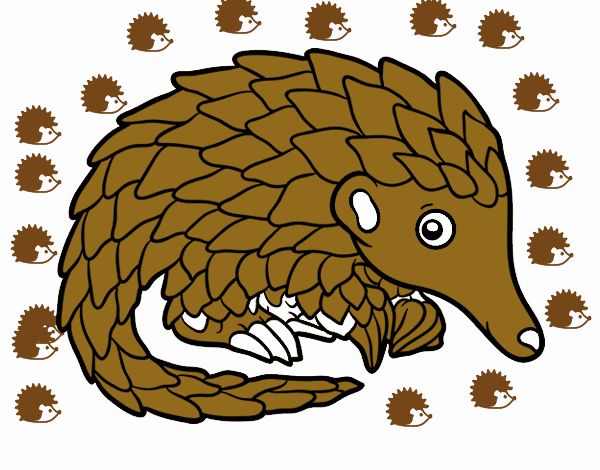 Pangolin