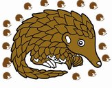 Pangolin