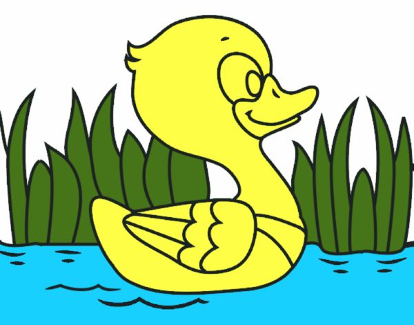 Patito de río