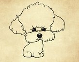 Cachorro de poodle