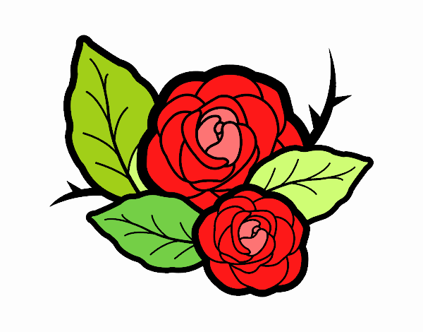 Dos rosas