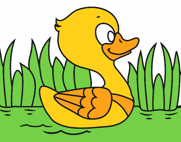 Patito de río