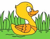 Patito de río