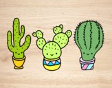 3 mini cactus