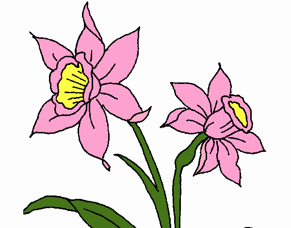 Dibujo de Orquídea pintado por en  el día 25-05-22 a las  01:51:04. Imprime, pinta o colorea tus propios dibujos!