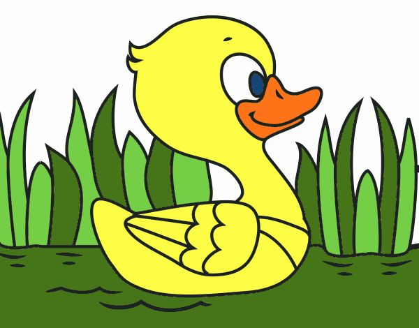 Patito de río