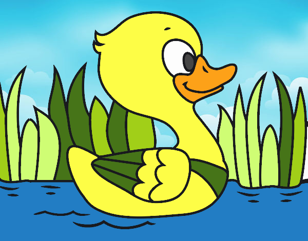 Patito de río