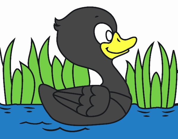 Patito de río