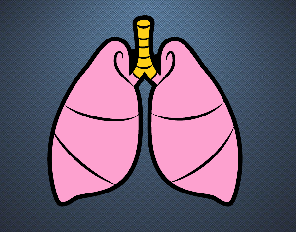 Pulmones