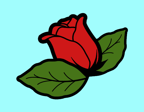 rosa