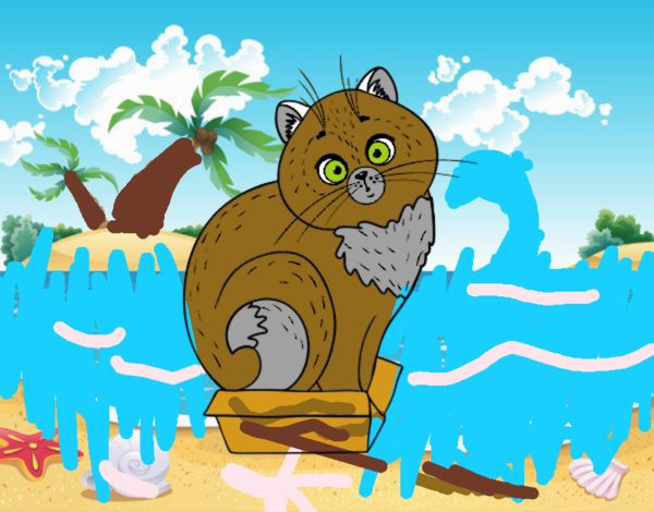 Gatito de playa