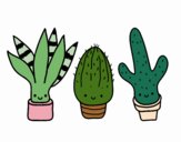 Mini cactus