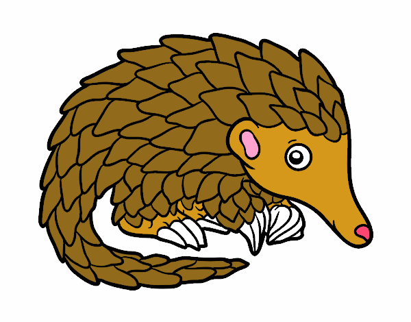 Pangolin