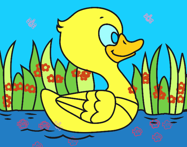 Patito de río