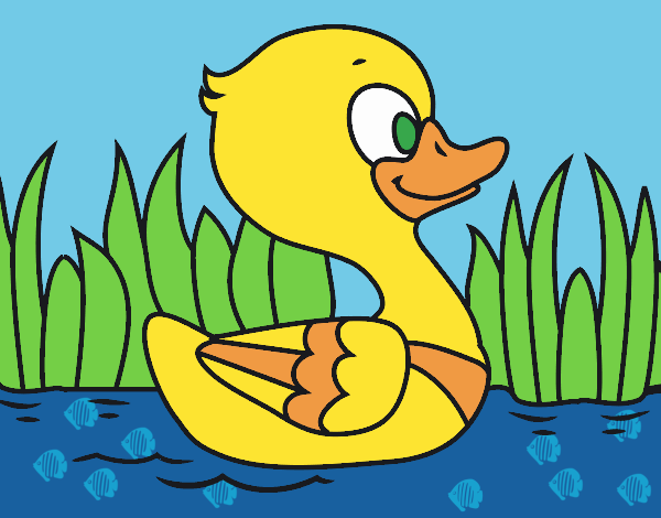 Patito de río