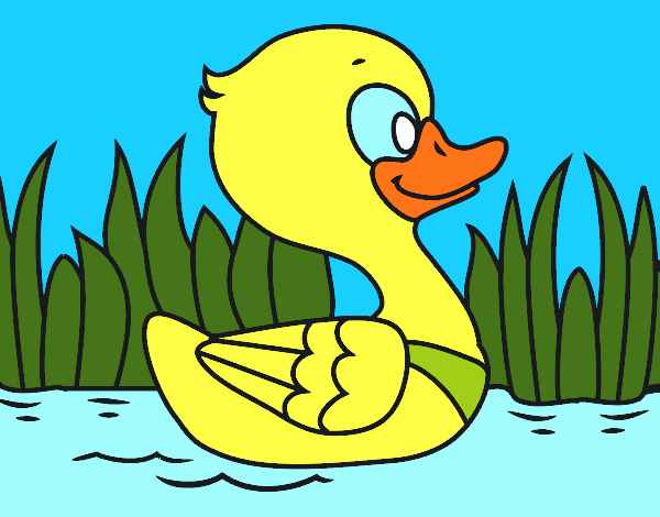 Patito de río