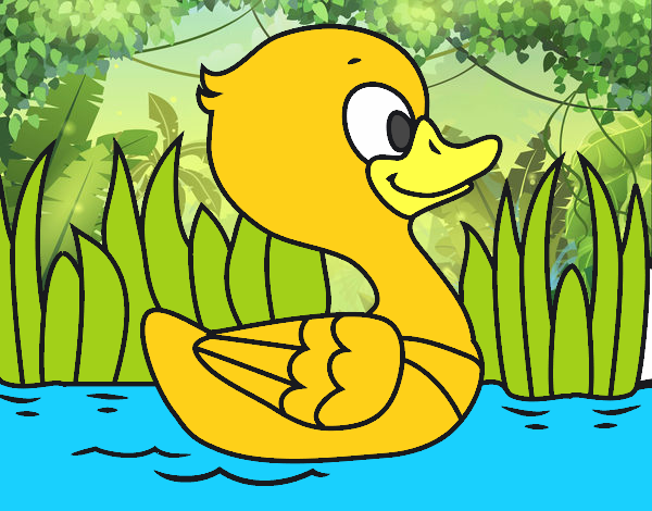 Patito de río