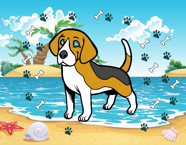 el perro beagle en la playa