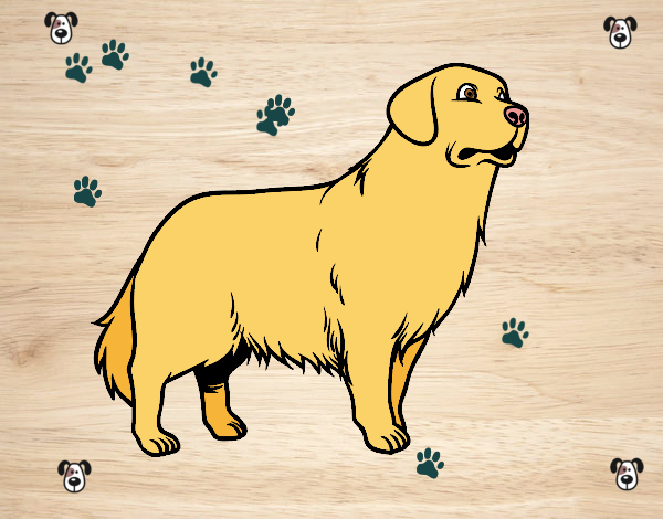 Perro Golden retriever