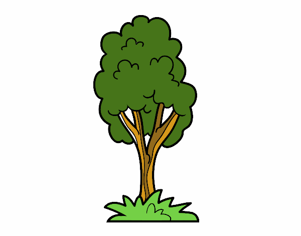 ÁRBOL MÁGICO