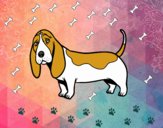 Un Basset hound