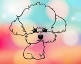 Cachorro de poodle