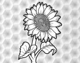 Flor de girasol