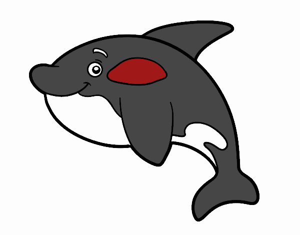 Orca joven