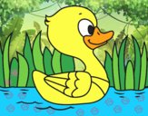 Patito de río