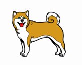 Perro Akita Inu