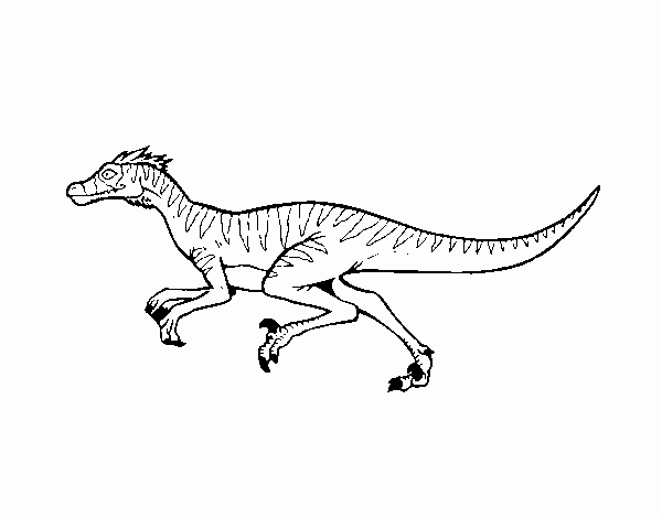 Velociraptor