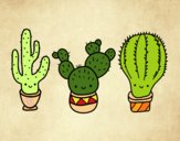 3 mini cactus