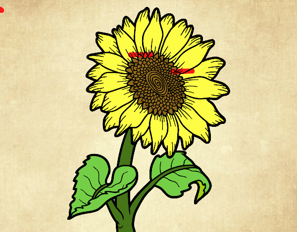 Girasol.