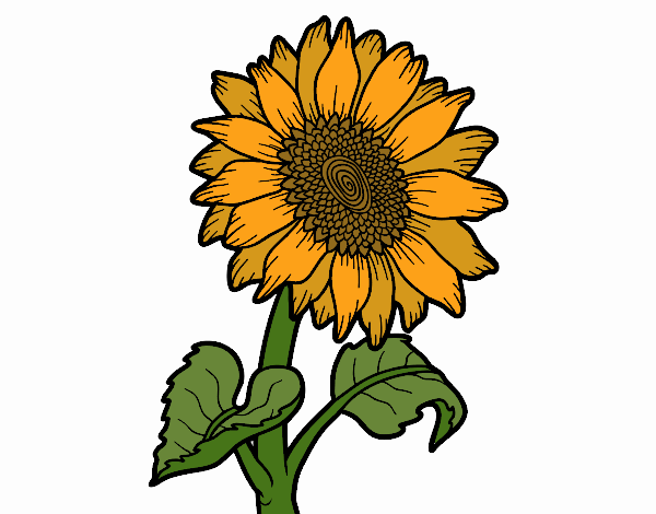 Dibujo de Flor de girasol pintado por en  el día 19-06-22 a las  06:09:12. Imprime, pinta o colorea tus propios dibujos!