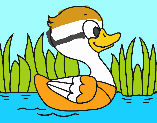 Patito de río