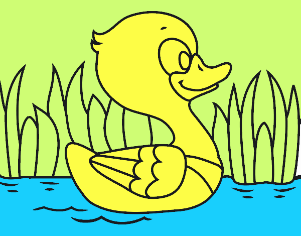 Patito de río