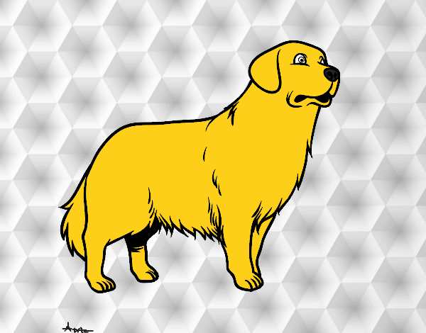 Perro Golden Retriever